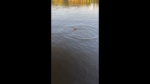 Florida swamp puppy
