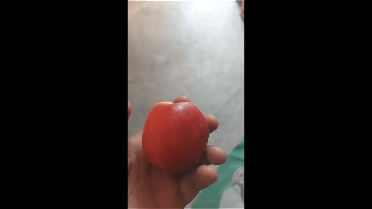 fruit