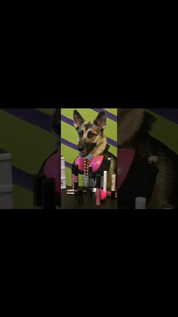 Entitled Influencer Try Not To Laugh #shorts #dogmeme #doggo #hotstuff