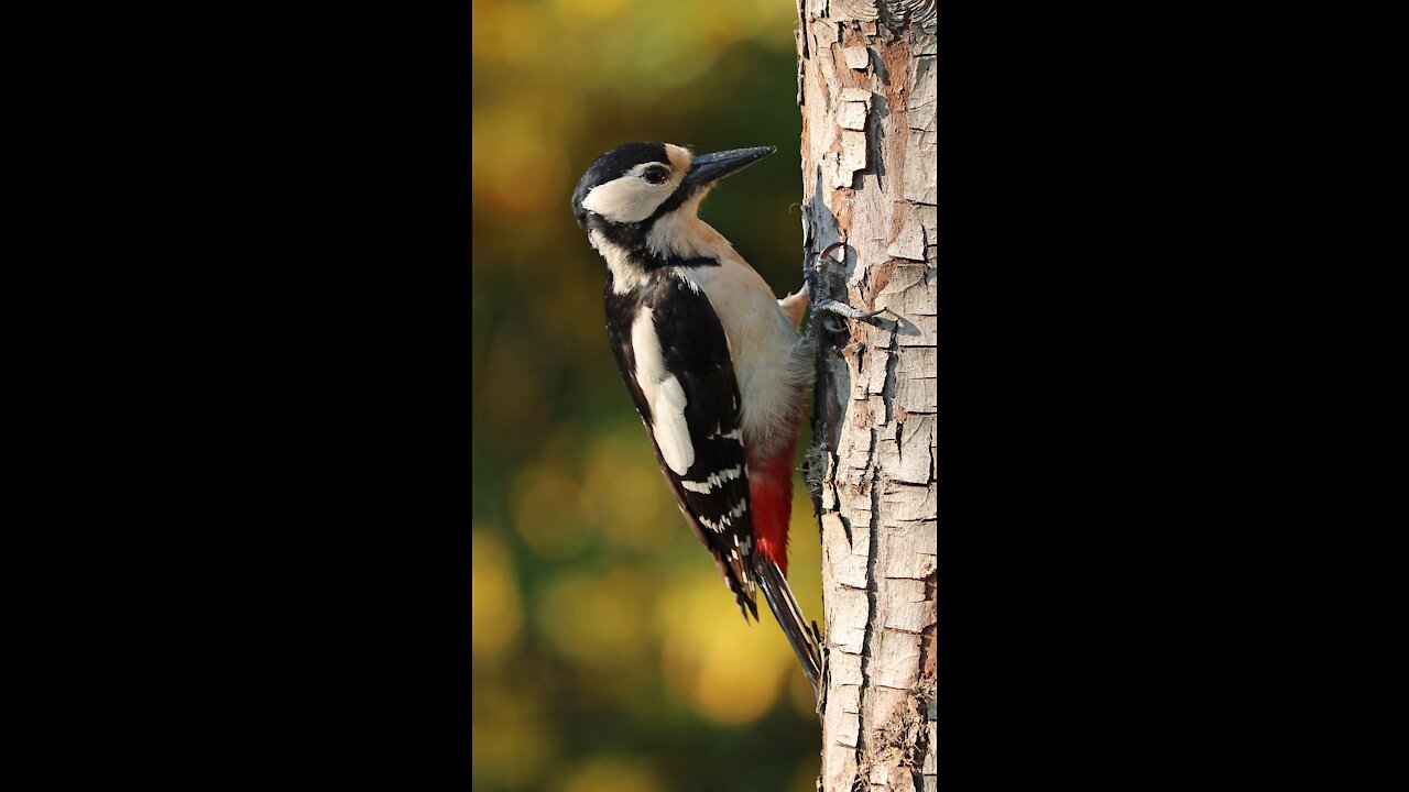 Woodpecker sparrow digs a house in the trees