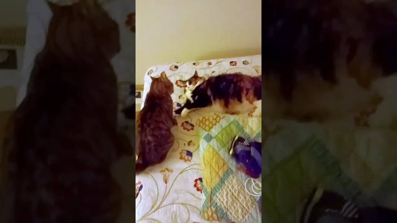 Cat Fights Compilation