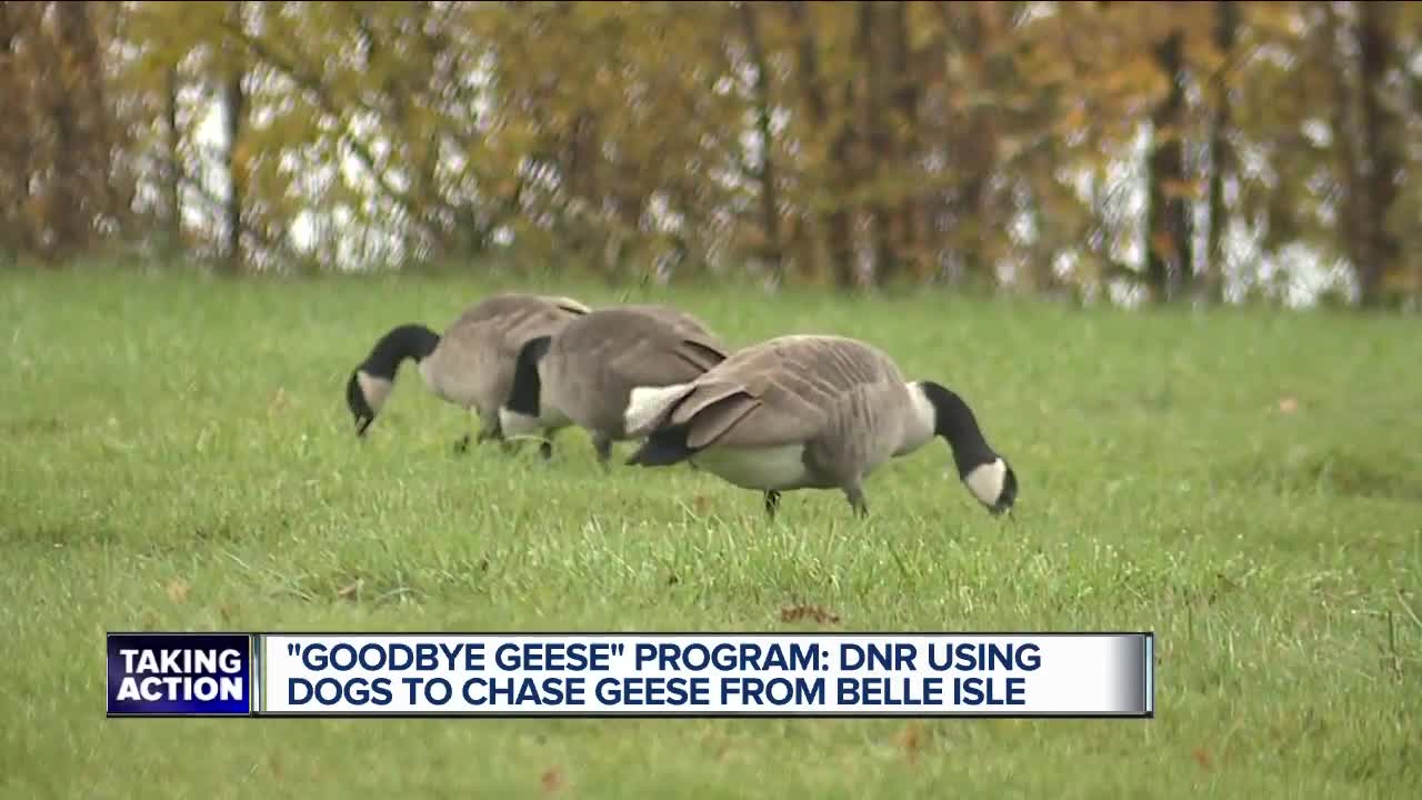 Dogs 'haze' geese to control population on Detroit's Belle Isle, DNR says