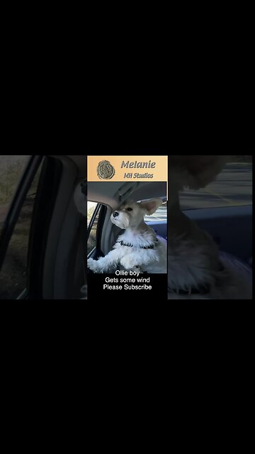 Ollie boy gets some wind