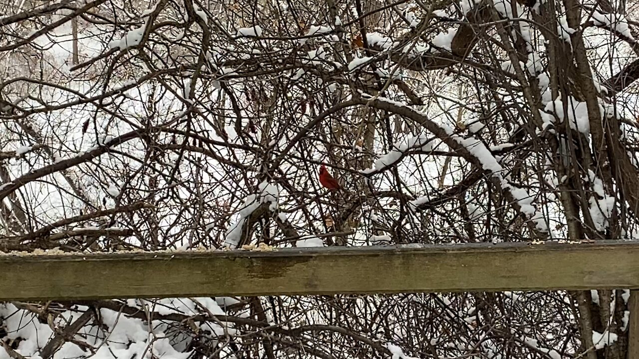 Cardinal James Gardens Toronto