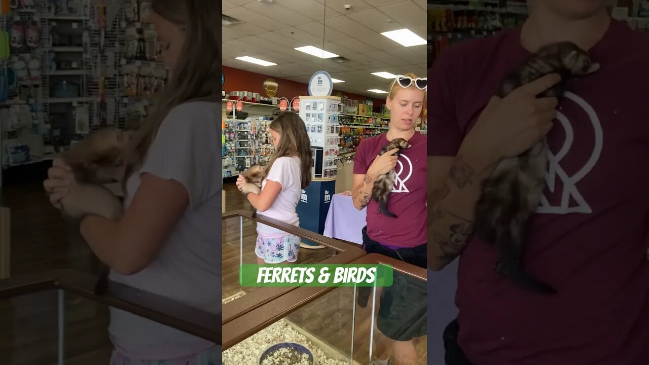 Playing with Ferrets and Birds #dadlife #pets #familyvlog