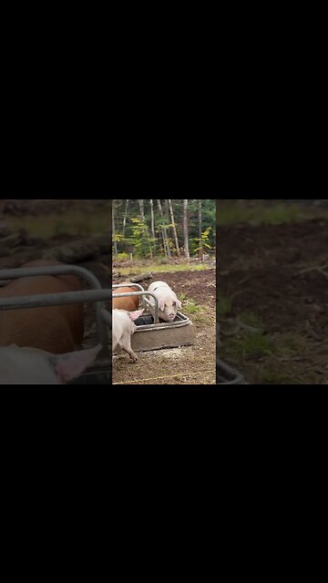 Talking Gibberish To My Pigs