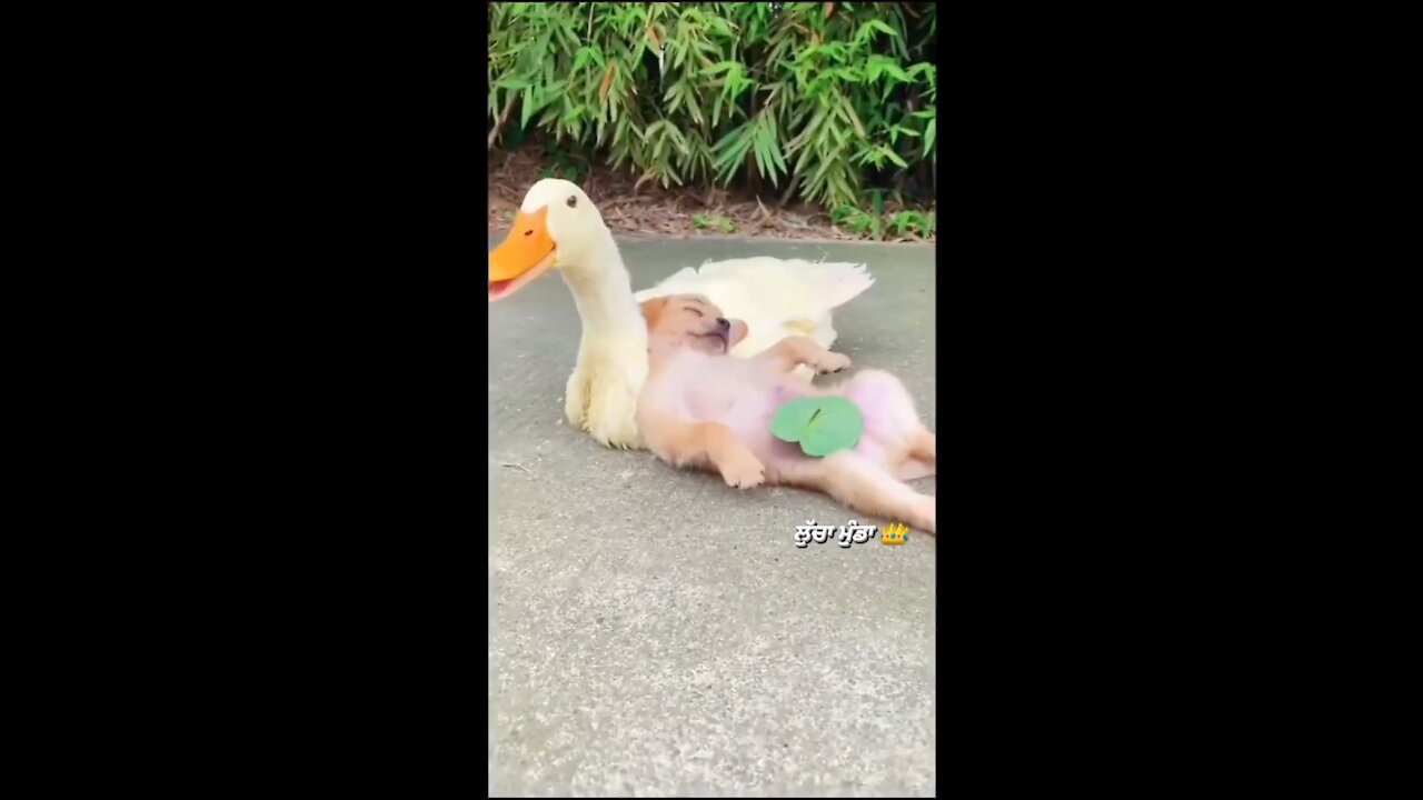 CUTE PUPPY AND DUCK FRIENDSHIP