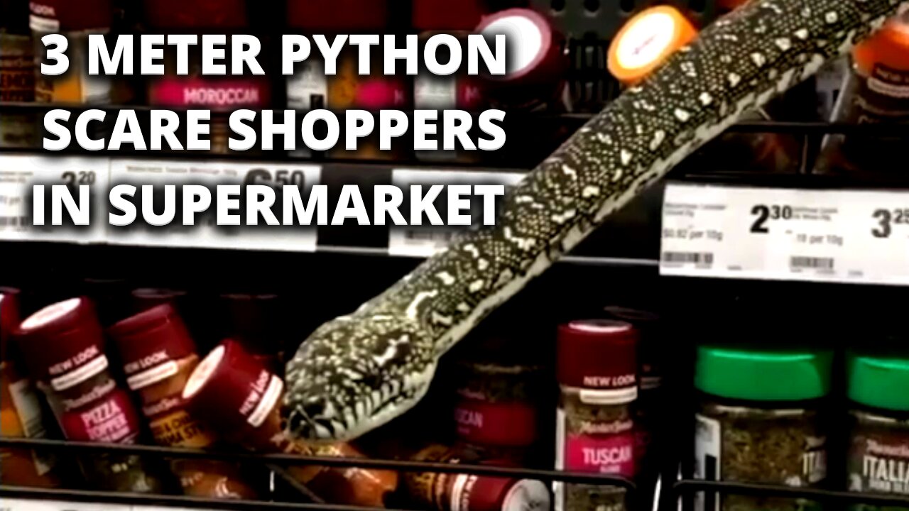 Snake in Supermarket | Sydney | Australia ▶️