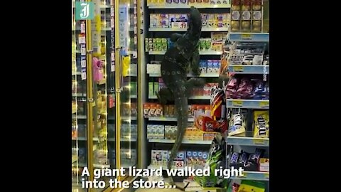 A Giant Monitor Lizard Attacks A Shopping Mall Searching For Food