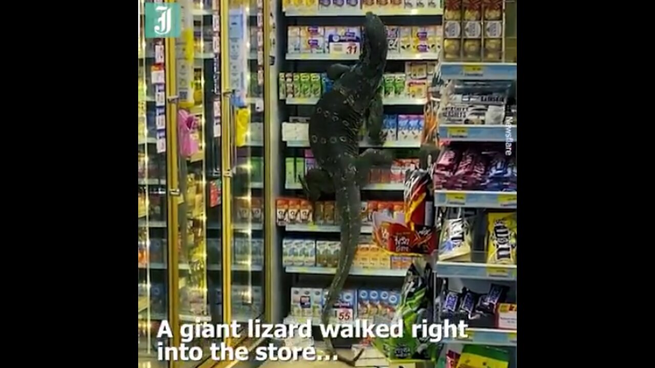 A Giant Monitor Lizard Attacks A Shopping Mall Searching For Food