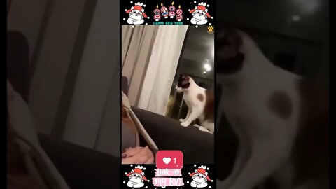 #09_😂😹😂 #Cute #Animals #For #When #You #Are #Stressed 😂😹😂 (#2022)