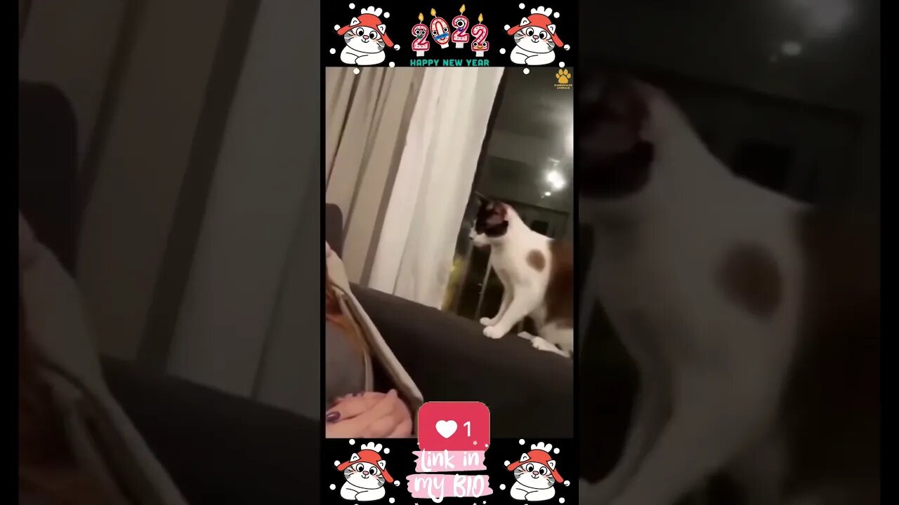 #09_😂😹😂 #Cute #Animals #For #When #You #Are #Stressed 😂😹😂 (#2022)