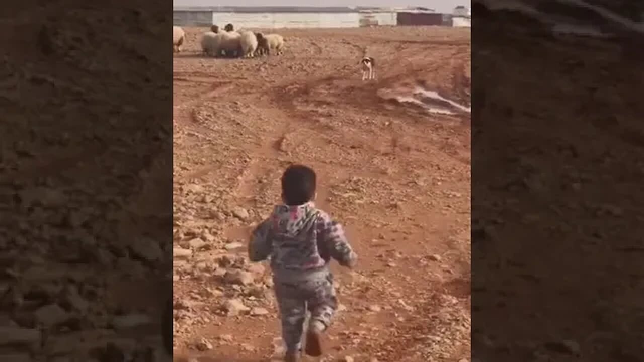 The brave boy who faced the wild dog alone - الطفل الشجاع الذي واجه الكلب المتوحش منفرداً