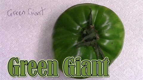 Tomato Review: Green Giant