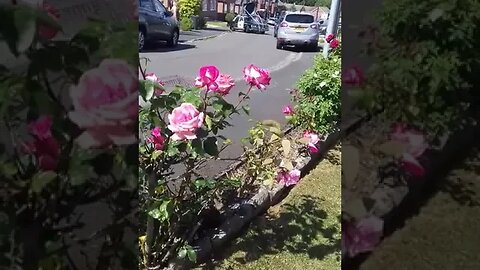 We Will Meet Again Car On Road Featuring Campbell The Toast [2020]