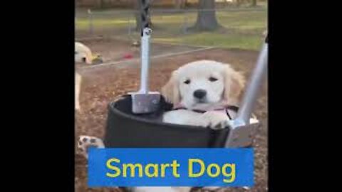 Smart and Funny Dog