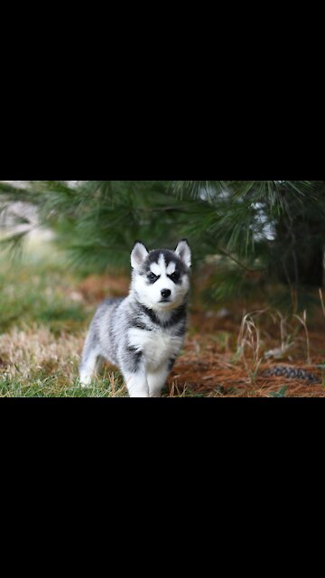 Amusing Canines, Entertaining Canines. (Funny Animals #148)