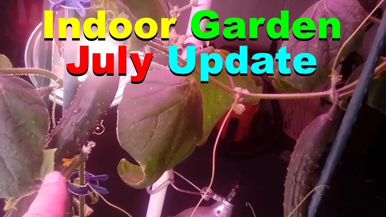No. 697 – The Indoor Garden Experiment In July