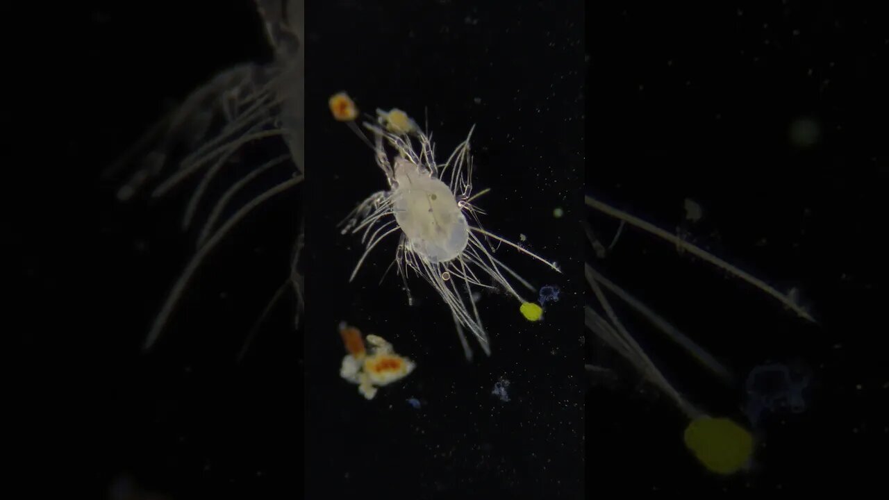 Mite 100x magnification. He lives in your house. #microscope #microbiology #shorts