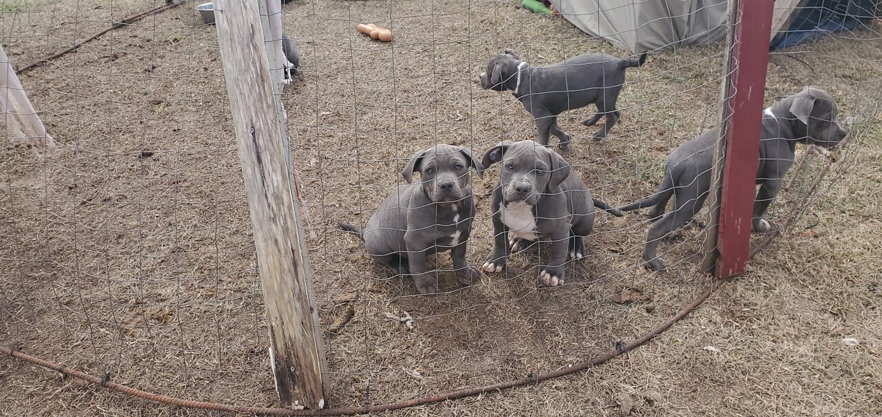 MsuBullyFarm Aliendawgs Bloodline 97924oo744