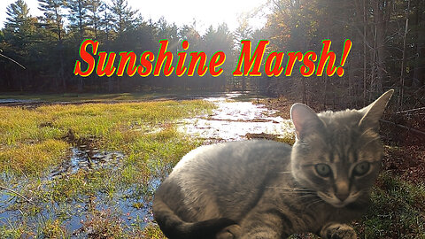 Sunshine Marsh--The Pathless Wilderness of Northern Ontario HD