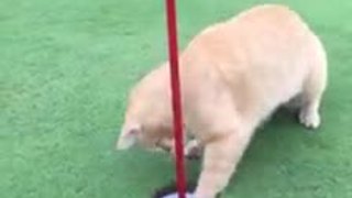 Cat helps golf ball into hole