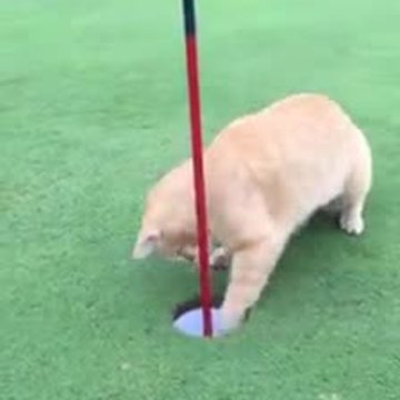 Cat helps golf ball into hole