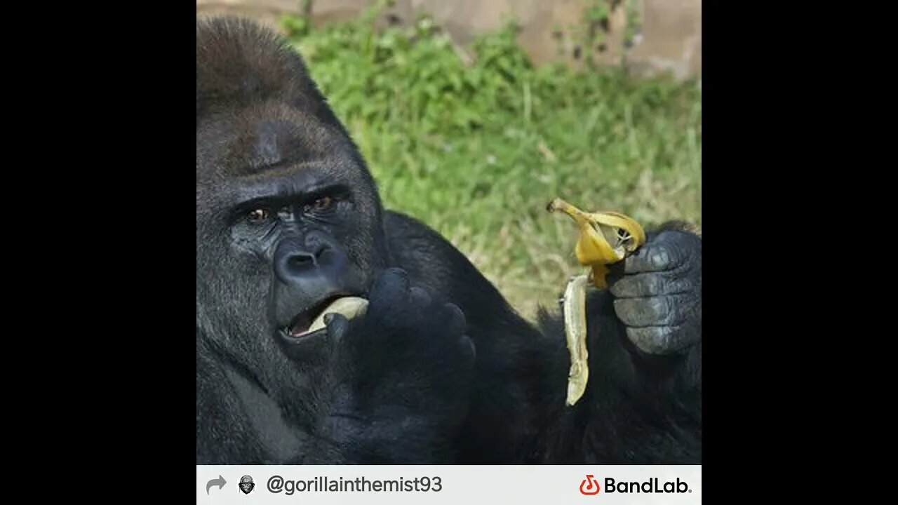 Phnki Mnki by GorillaInTheMist