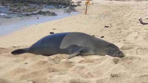 Seal farts after looking directly at me -