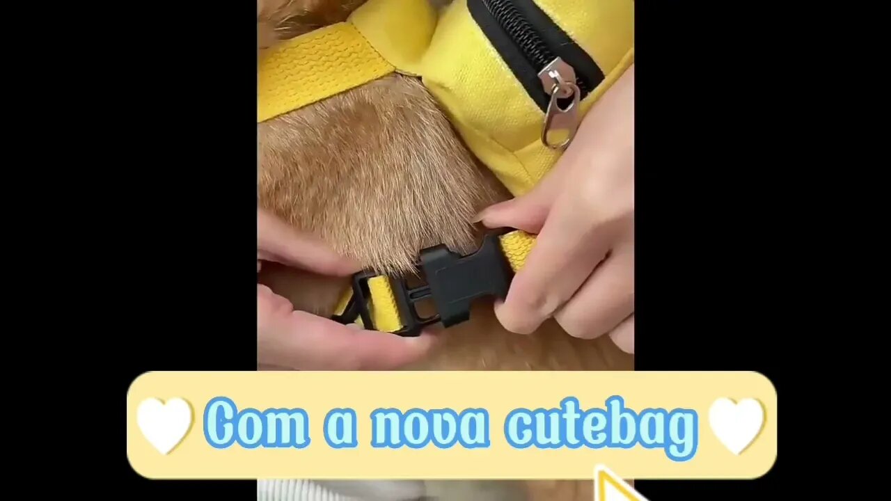 Nova coleira com bag prontinha para o seu pet #shorts #viral #pets #acessorios #bag