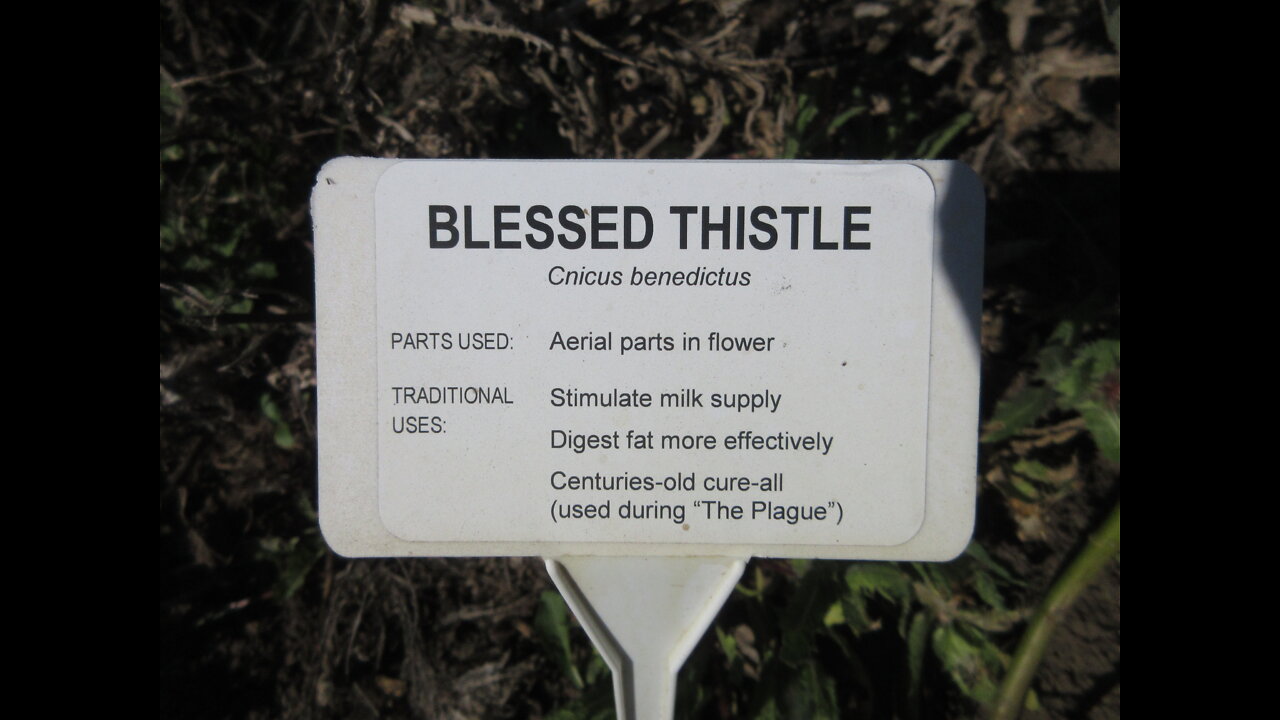 Feeling Blessed Blessed Thistle September 2021