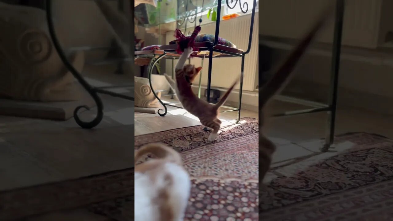 Funny kitten 😻