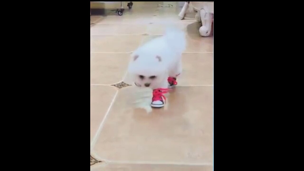 Funny and Cute Cat's Cats and Owners are the best friends