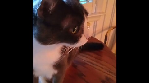 A Cat Named Gus.