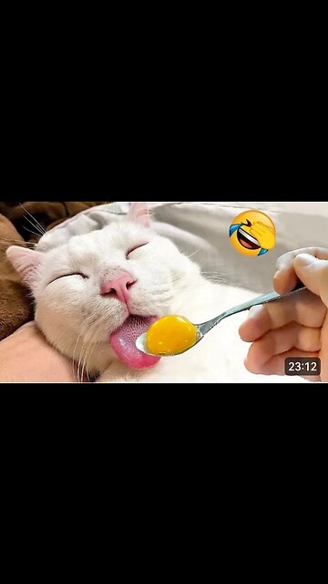 Cats Gone Wild!, Unbelievable Moments Caught on Camera