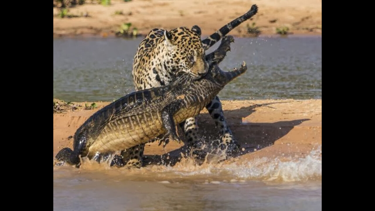 Jaguar ATTACKS ALLIGATOR IN PANTANAL