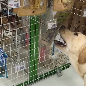 This Pup Likes Shopping Because He Gets To Pick Out His Favorite Treat
