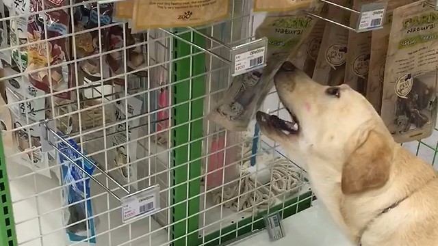 This Pup Likes Shopping Because He Gets To Pick Out His Favorite Treat