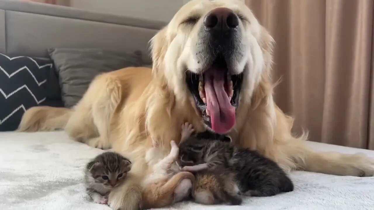 Baby Kittens think that the Golden Retriever is their Mom