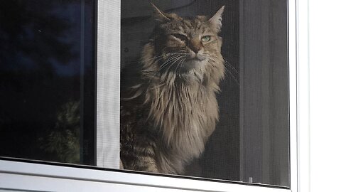 Leia Goes Outside After Patiently Waiting