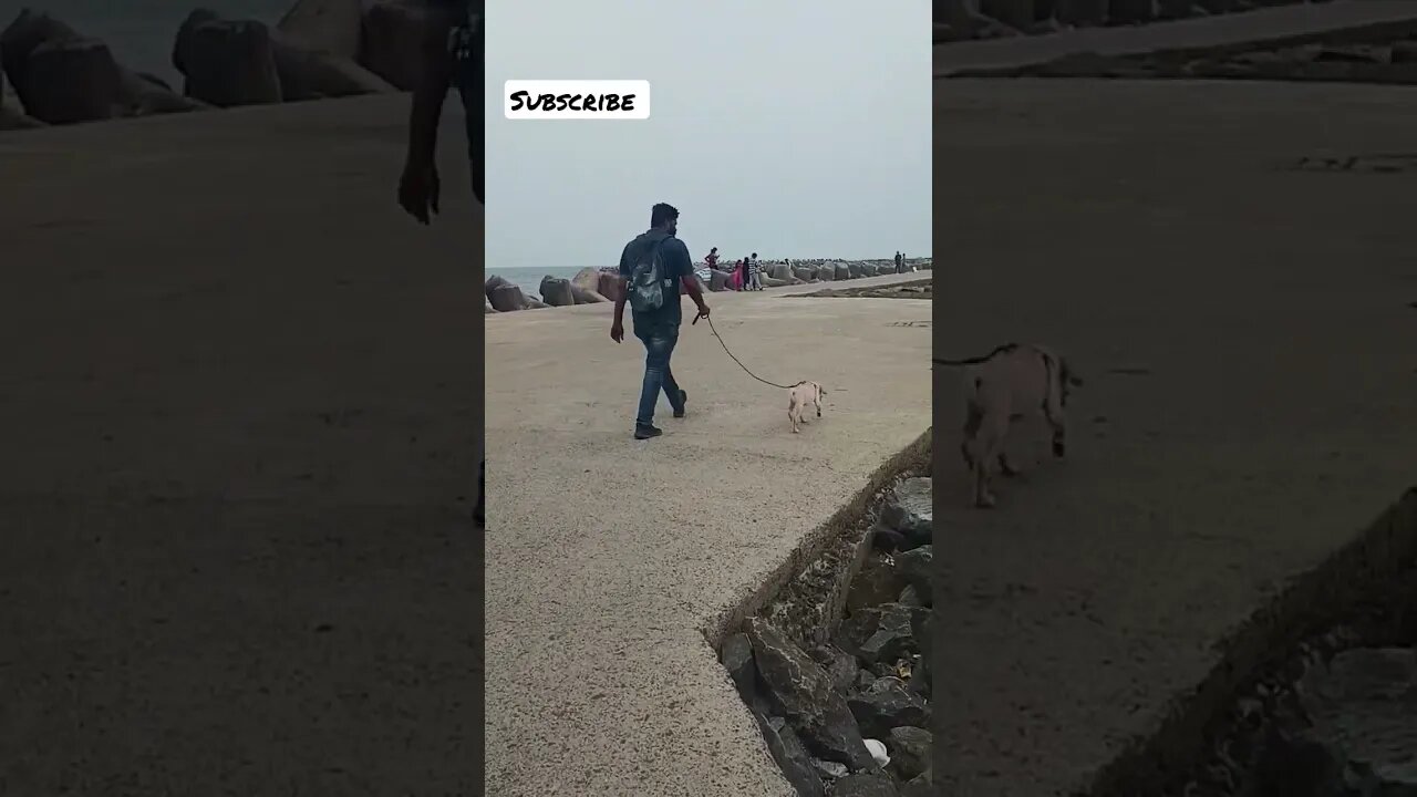 Evening Walk #shorts #shortsfeed #dog #viral
