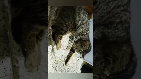 Abonnés 👉Sami et ses chats