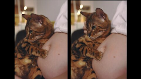 Striped cat comfortable sit on squishy belly