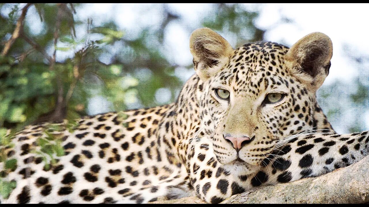 Wild Cat Meditation: Meeting a Power Animal Guide/Protector.