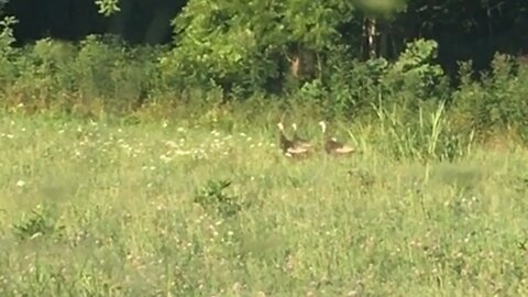 Northern Kentucky Project: Wildlife Encounter - Same 3 Hens