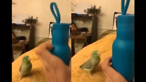 This parrot trying to mimic random things