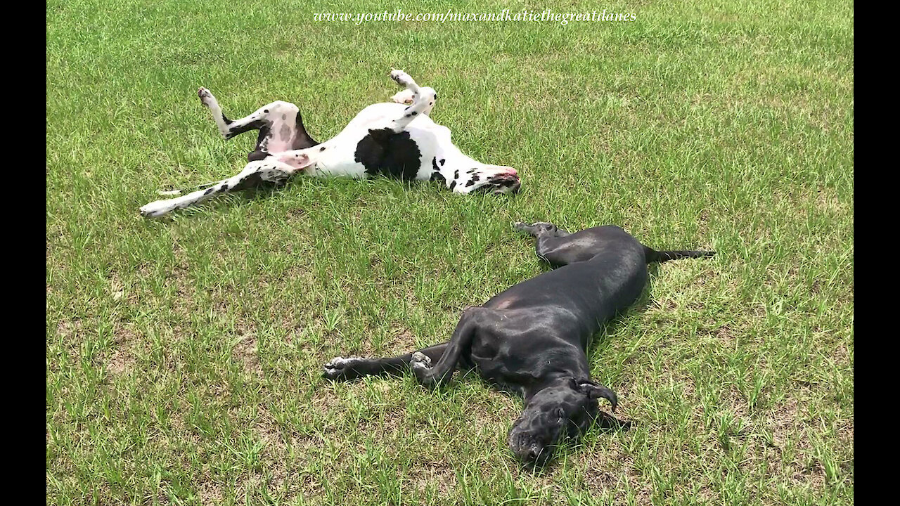 Happy Great Danes Love To Roll In The Grass