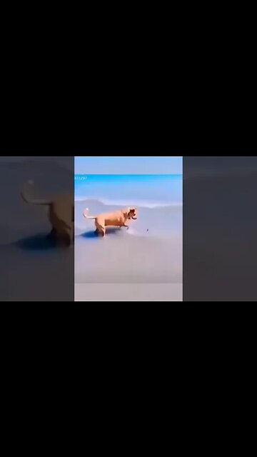 The BEST Funny Moments from Shorts Funny Comedy