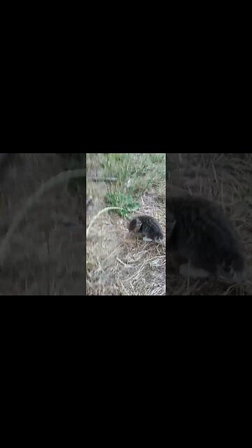 There's Pokemon in the Tall Grass - Or At Least a Kitten