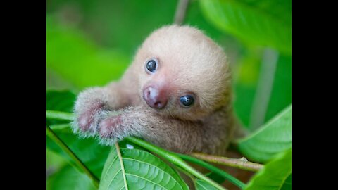 The Funniest Compilation of Baby Sloths